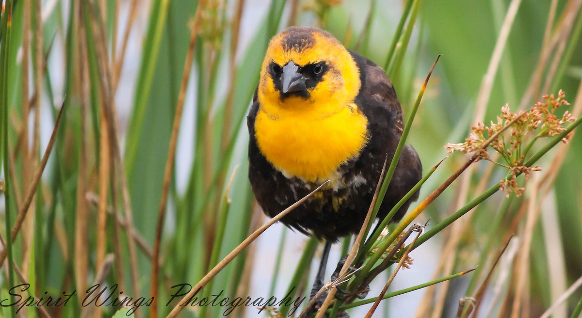Yellow-headed Blackbird - ML551607681