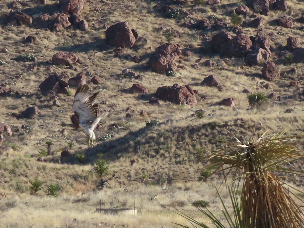 Red-tailed Hawk - ML551608351