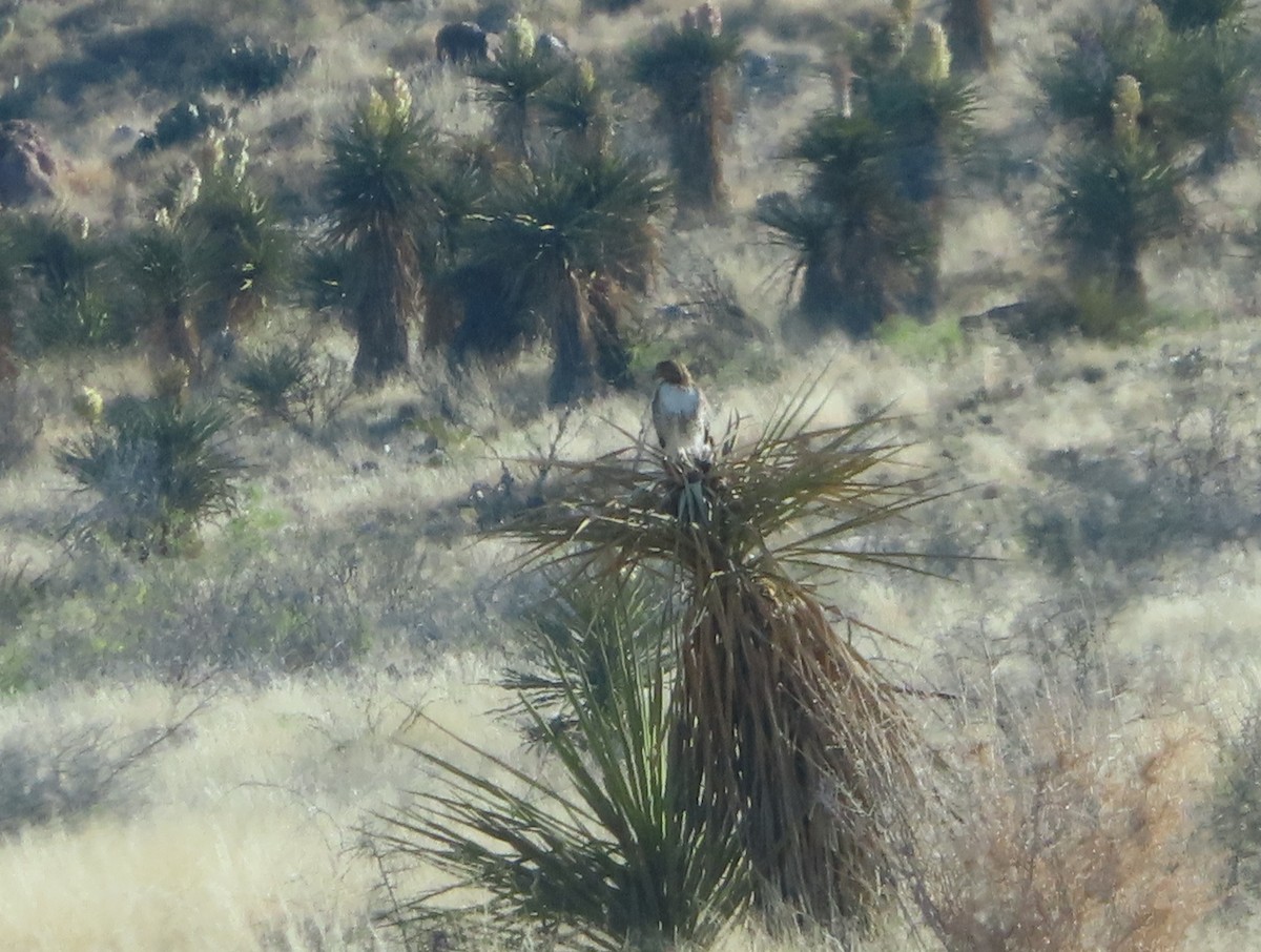 Red-tailed Hawk - ML551608421