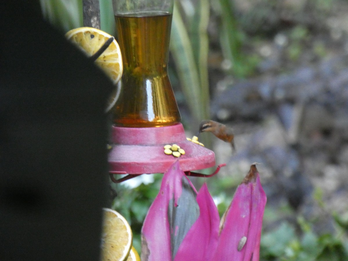Пестрогорлый колибри-отшельник - ML551609361
