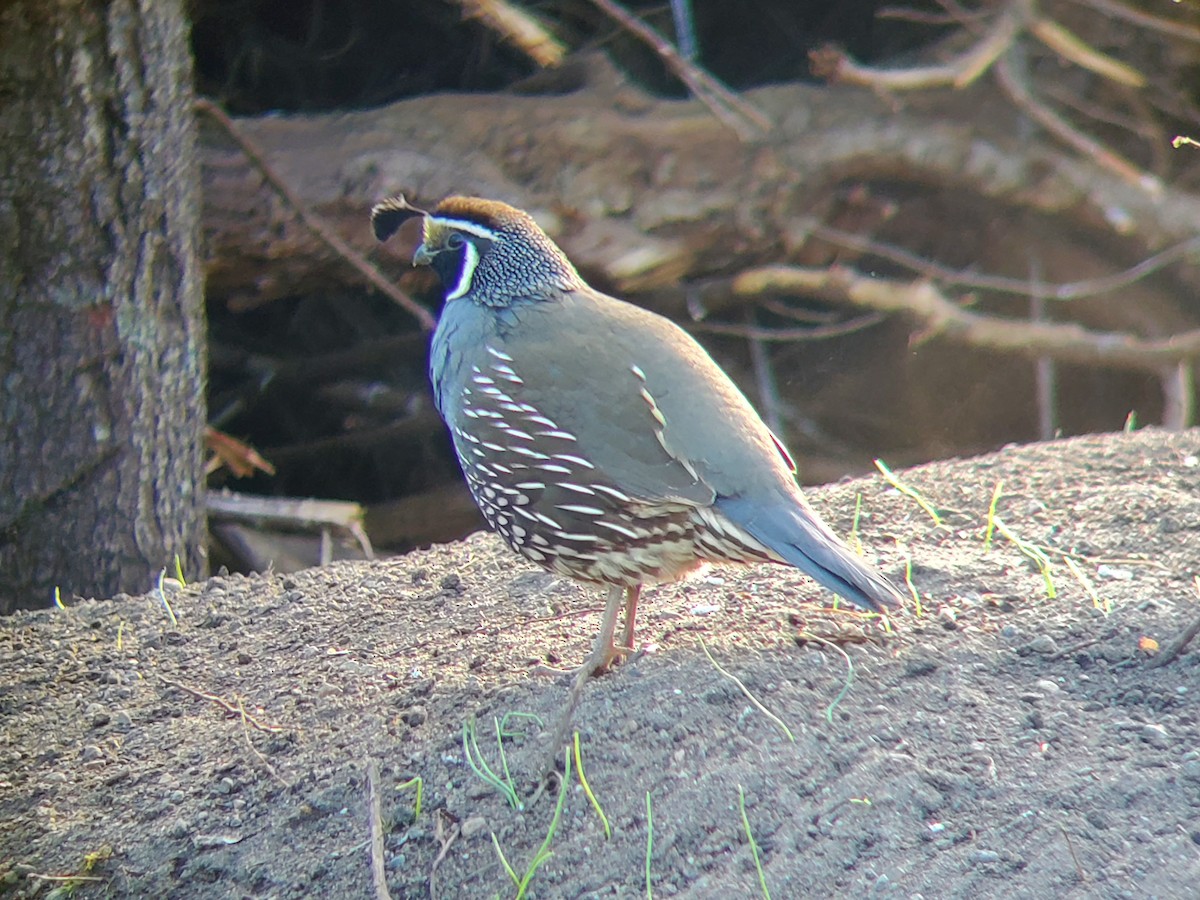 California Quail - ML551609531