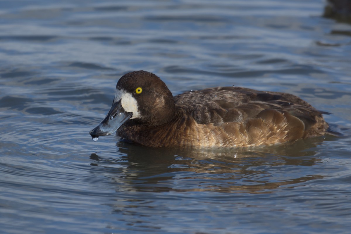 Greater Scaup - ML551609691