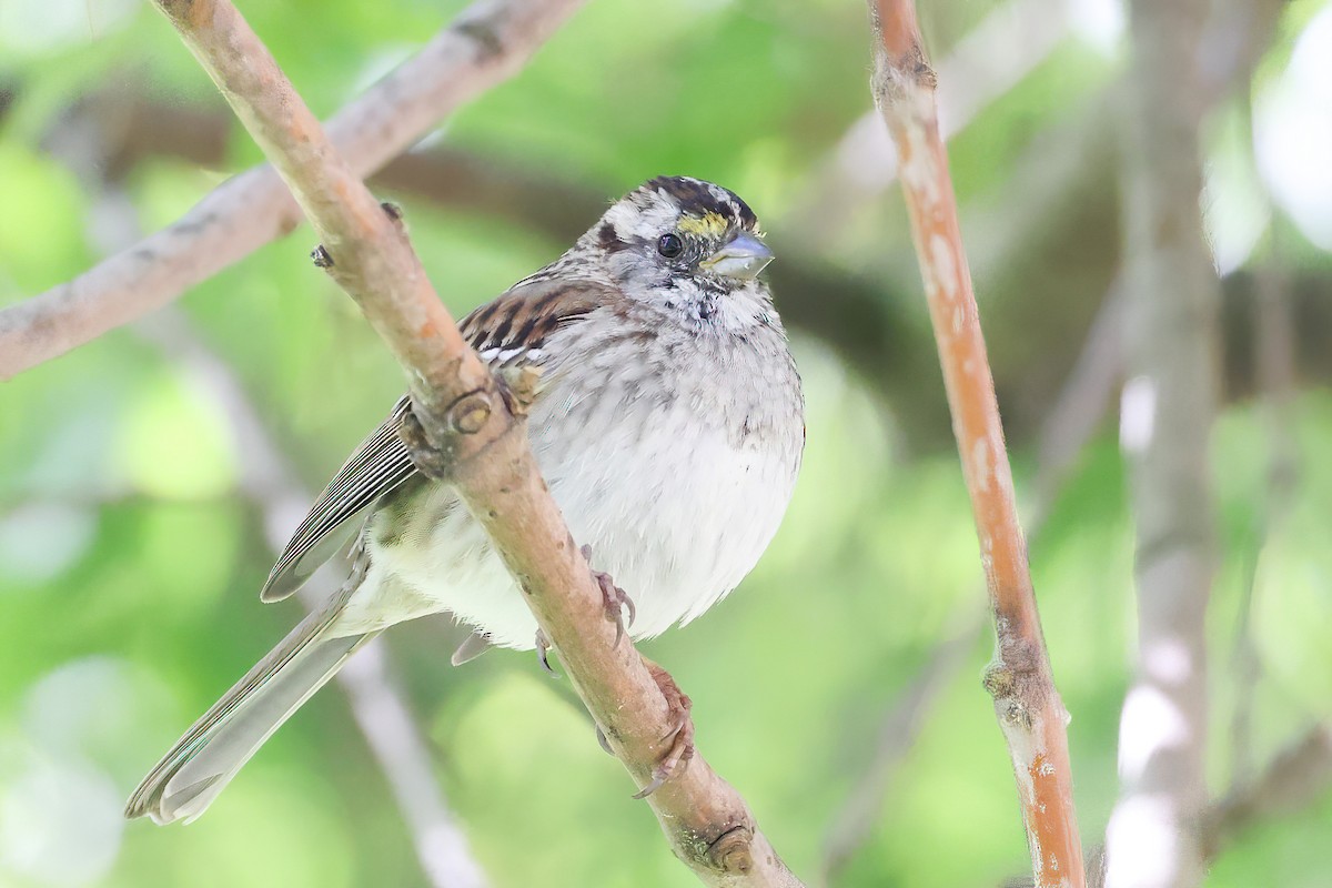 White-throated Sparrow - ML551610911