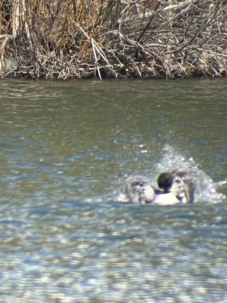 Common Loon - ML551611191