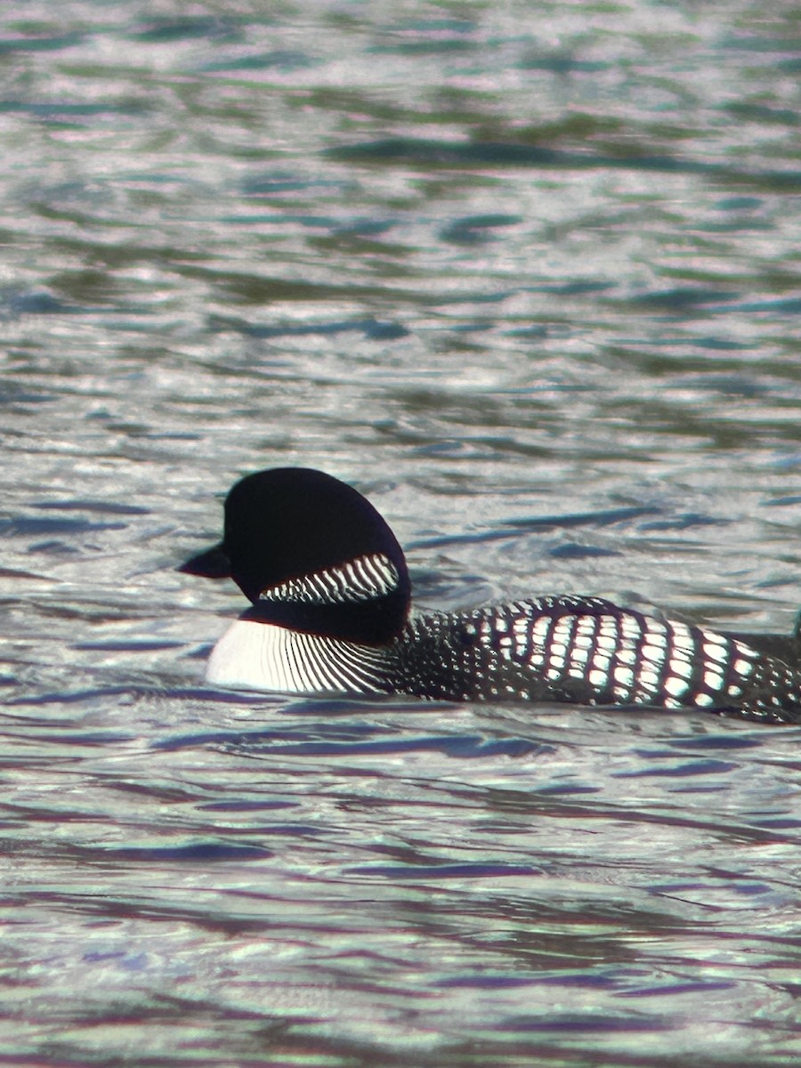 Plongeon huard - ML551611201