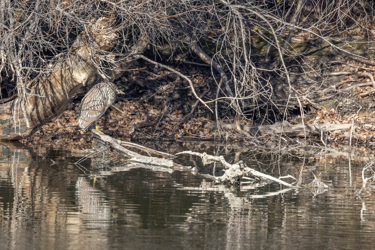 Black-crowned Night Heron - ML551611301