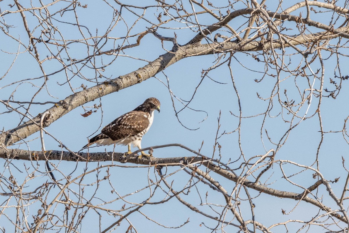 Red-tailed Hawk - ML551611591