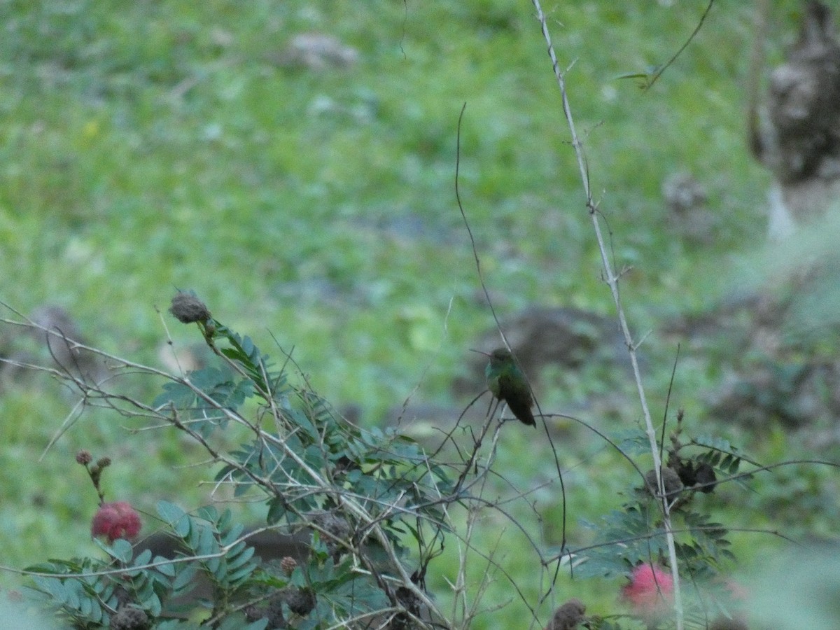 Scaly-breasted Hummingbird - ML551611621