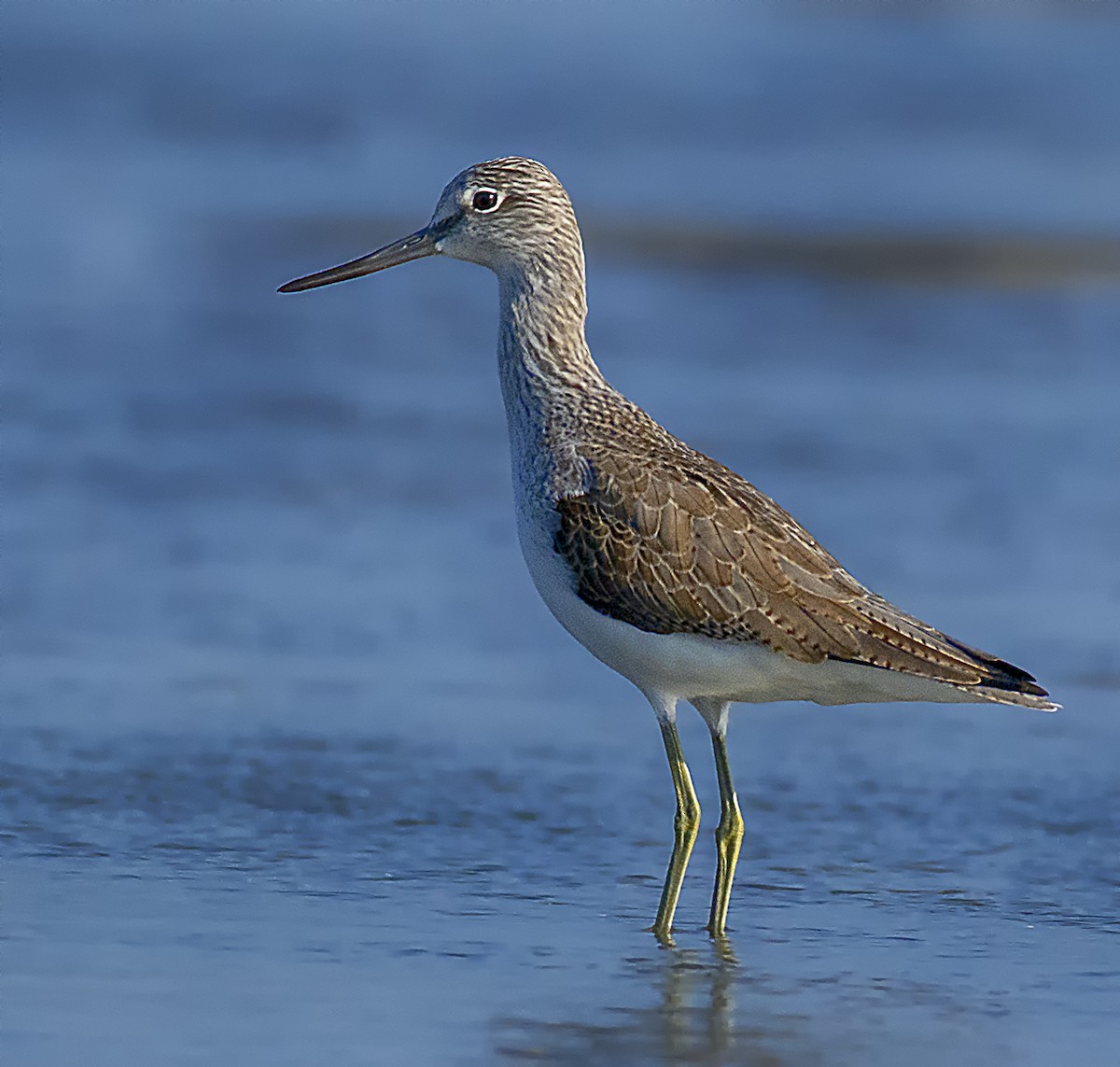 Common Greenshank - ML551611861