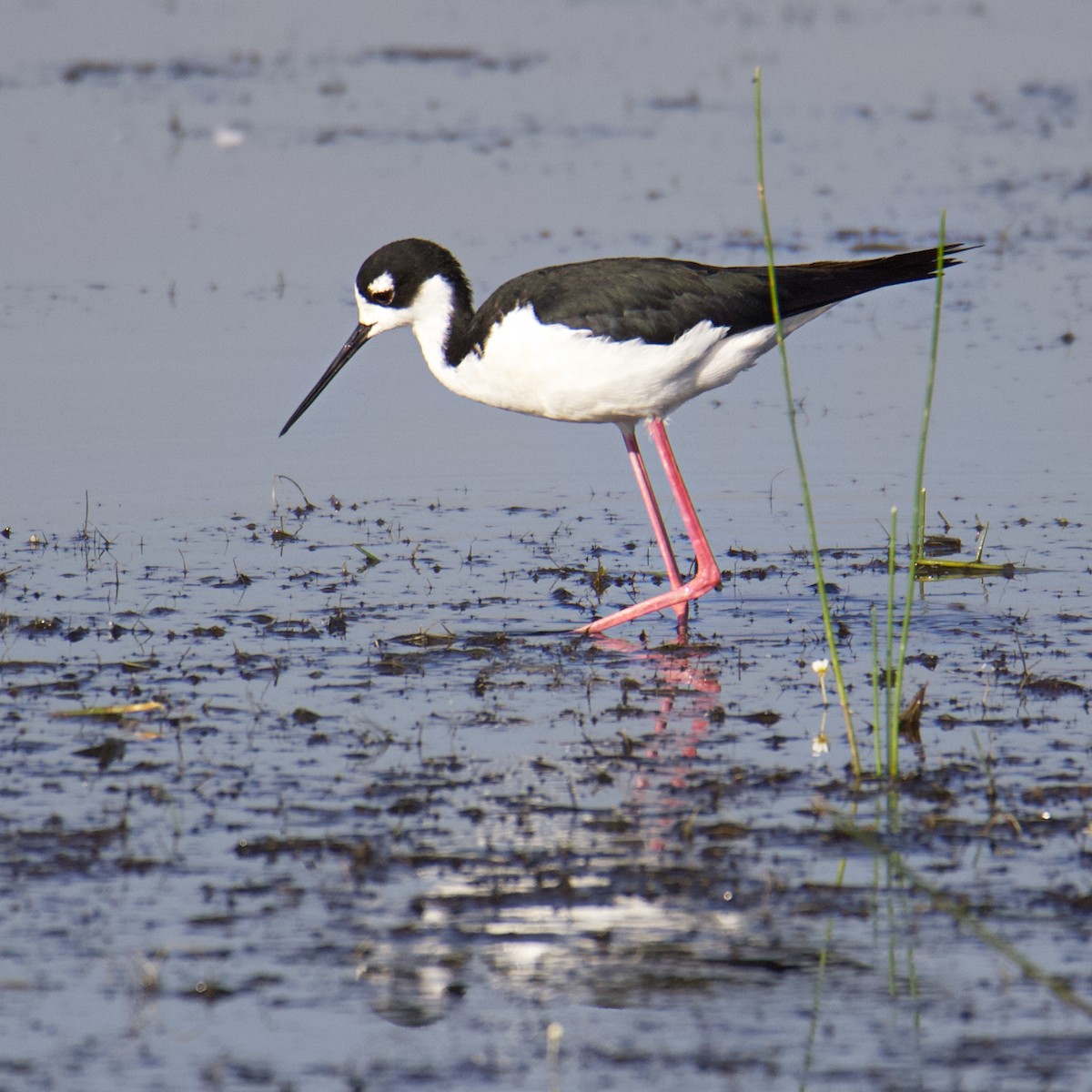 Black-necked Stilt - Dave Prentice