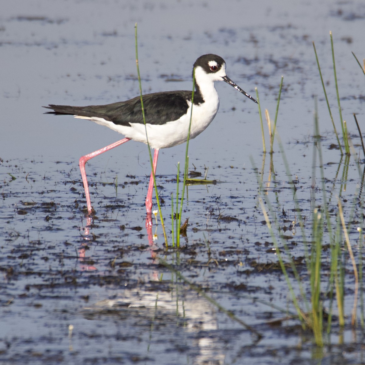 Black-necked Stilt - ML551612501