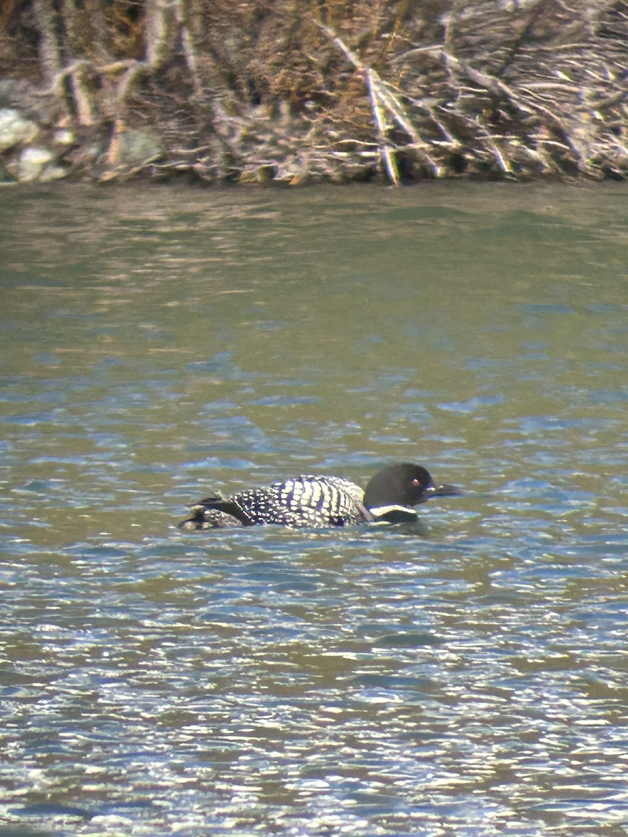 Plongeon huard - ML551612971