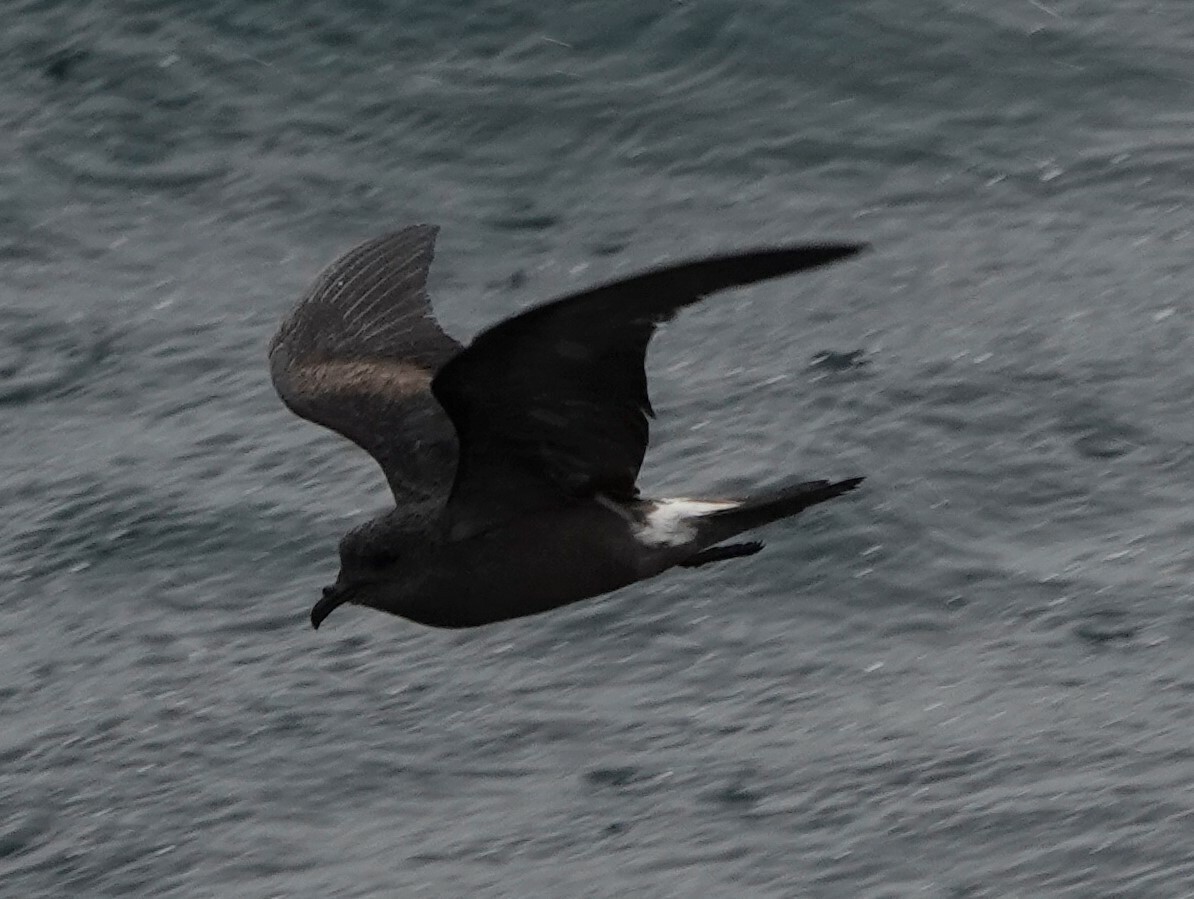 Leach's Storm-Petrel - ML551613691