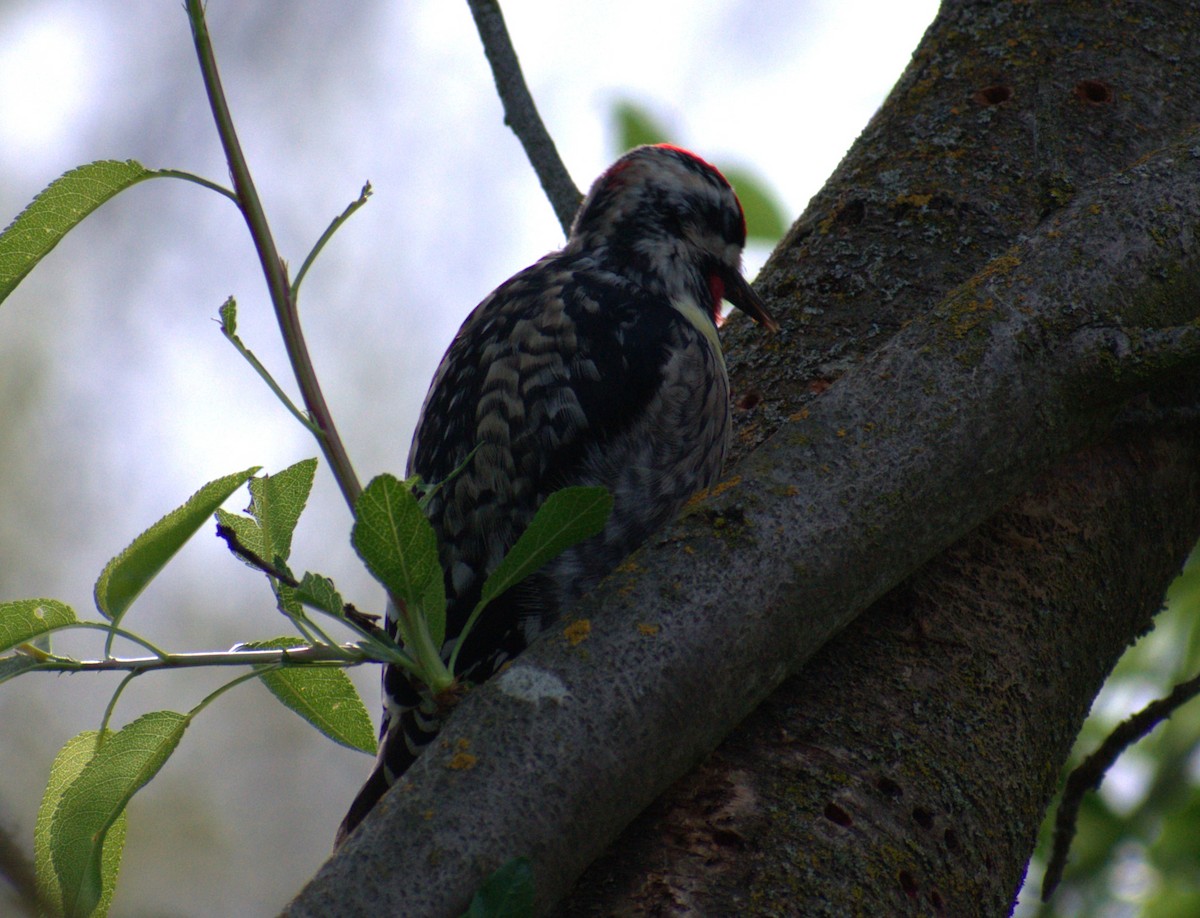 Yellow-bellied x Red-naped Sapsucker (hybrid) - ML551615121