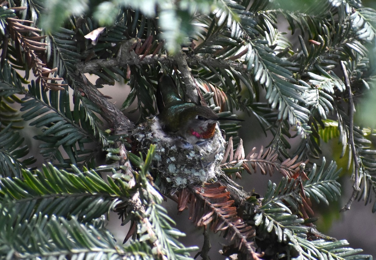 Anna's Hummingbird - ML551615261