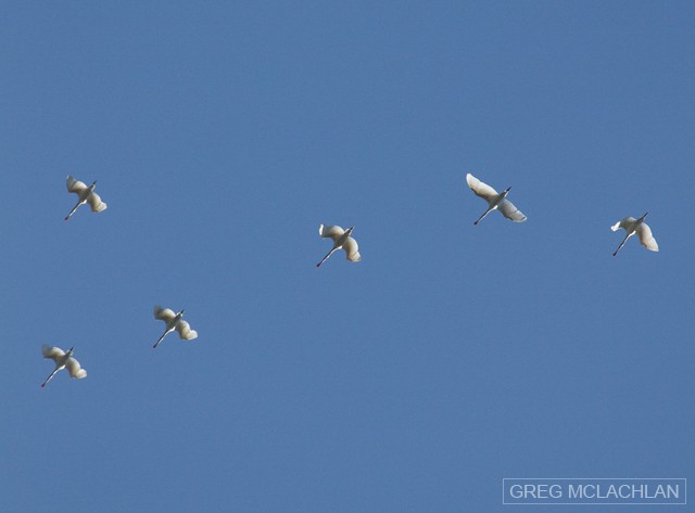 Yellow-billed Spoonbill - ML55161661