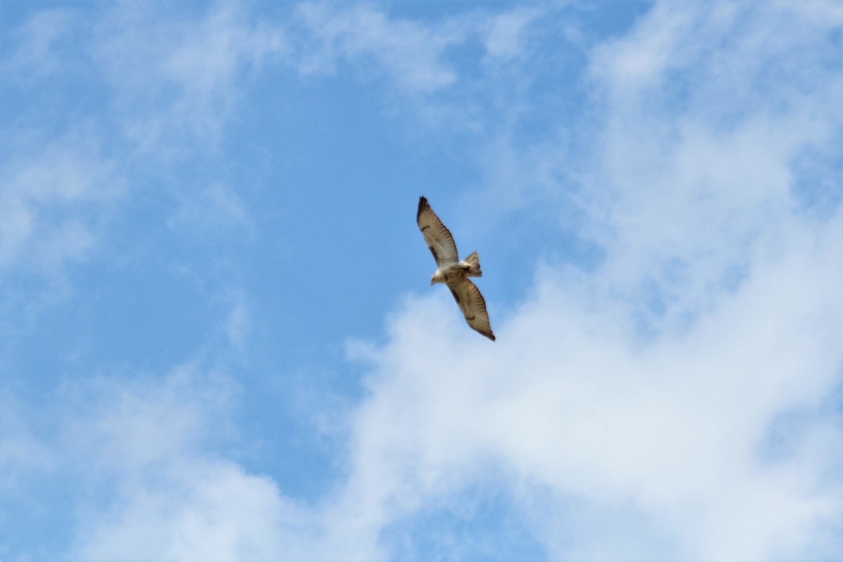 Red-tailed Hawk - ML551616931