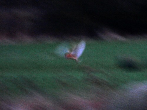 Western Barn Owl - ML551617821