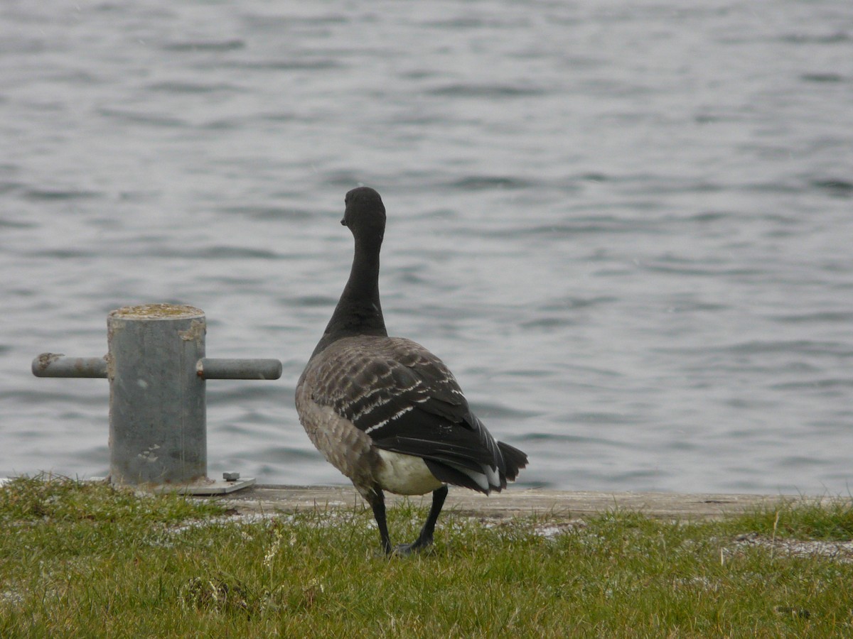 Brant - ML55161791