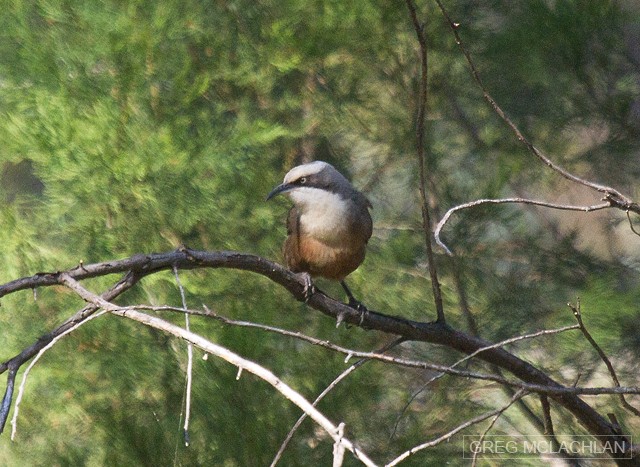 Gray-crowned Babbler - ML55161801