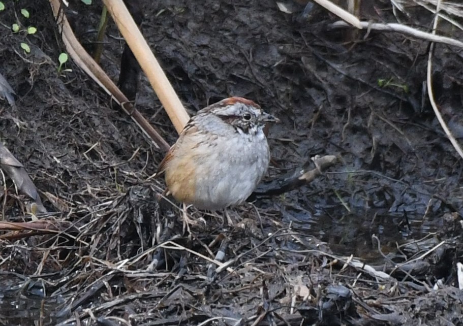 Swamp Sparrow - ML551618211