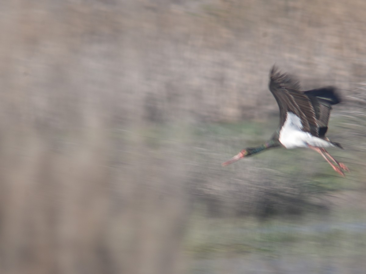 Black Stork - ML551618391