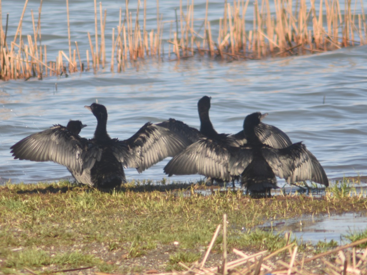 Pygmy Cormorant - ML551618541