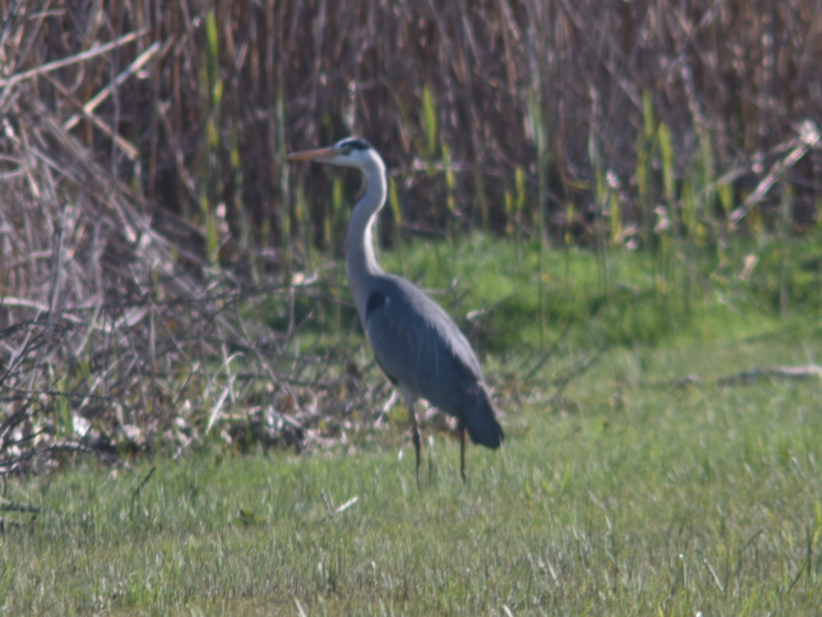 Gray Heron - ML551618731