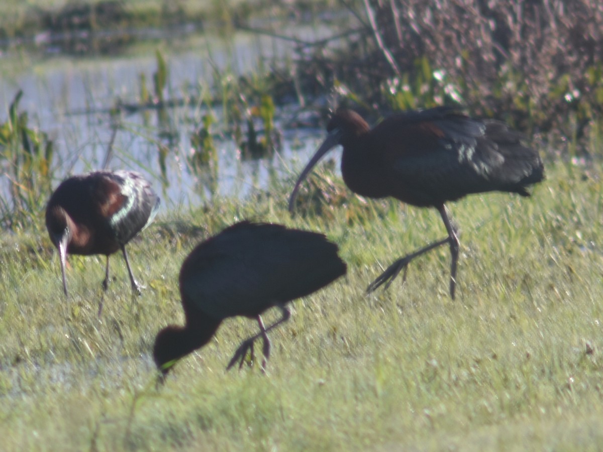 Glossy Ibis - Metin Güzeliş