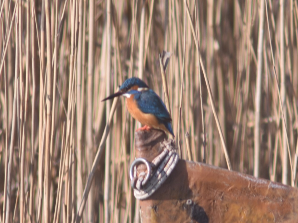 Common Kingfisher - ML551619111