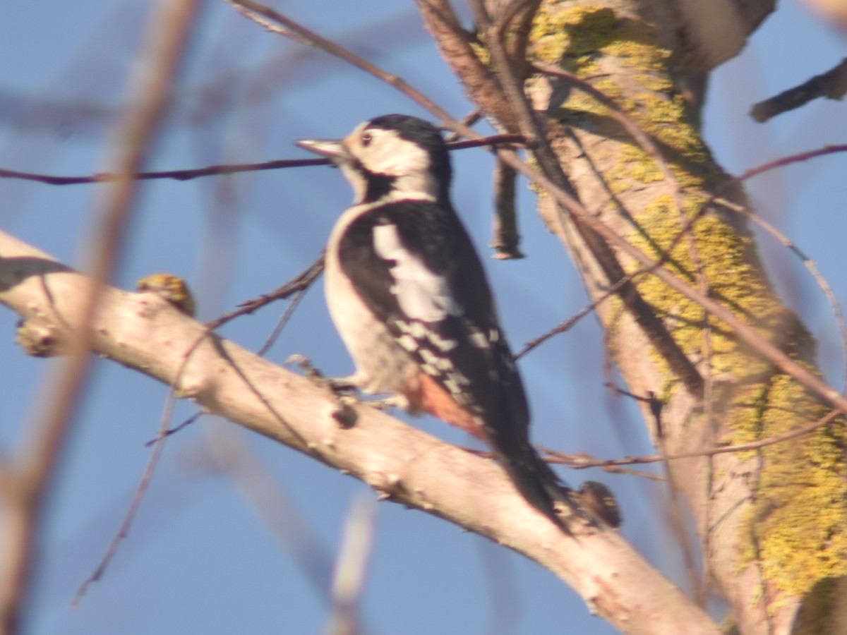 Syrian Woodpecker - ML551619161