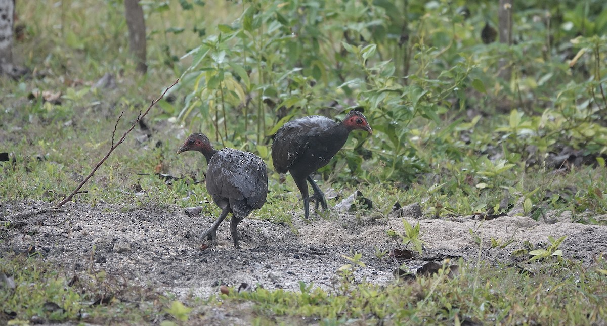 Philippine Megapode - ML551620111