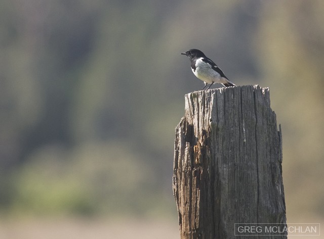 Hooded Robin - ML55162161