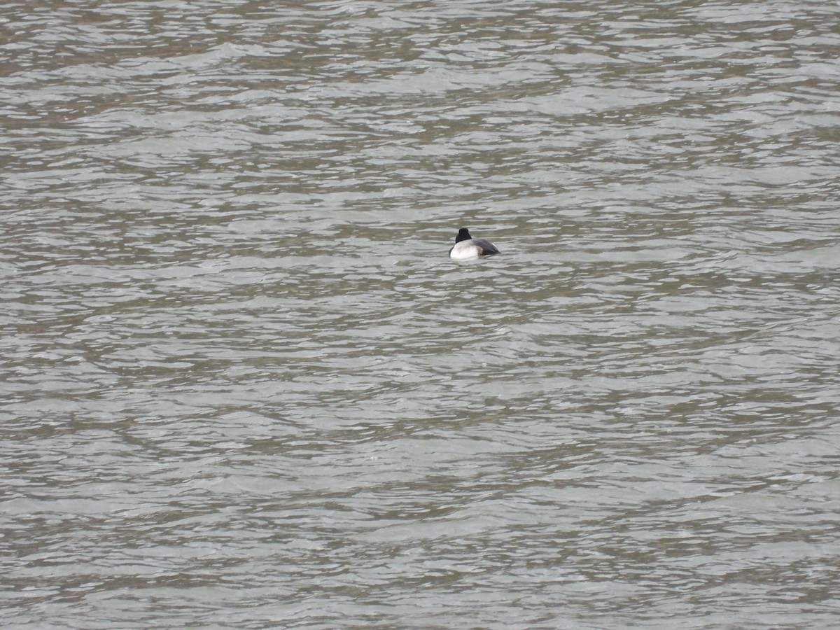 Greater Scaup - ML551621721