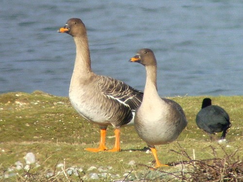 Tundra Bean-Goose - ML551622641