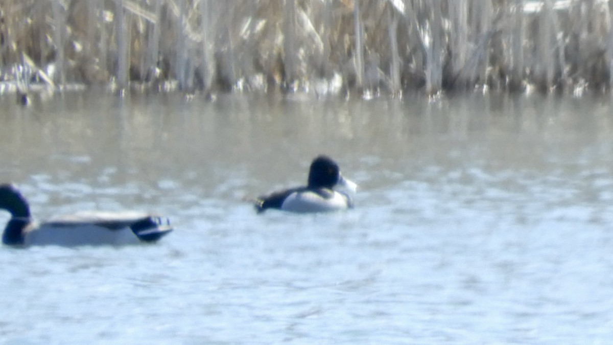 Ring-necked Duck - ML551622681