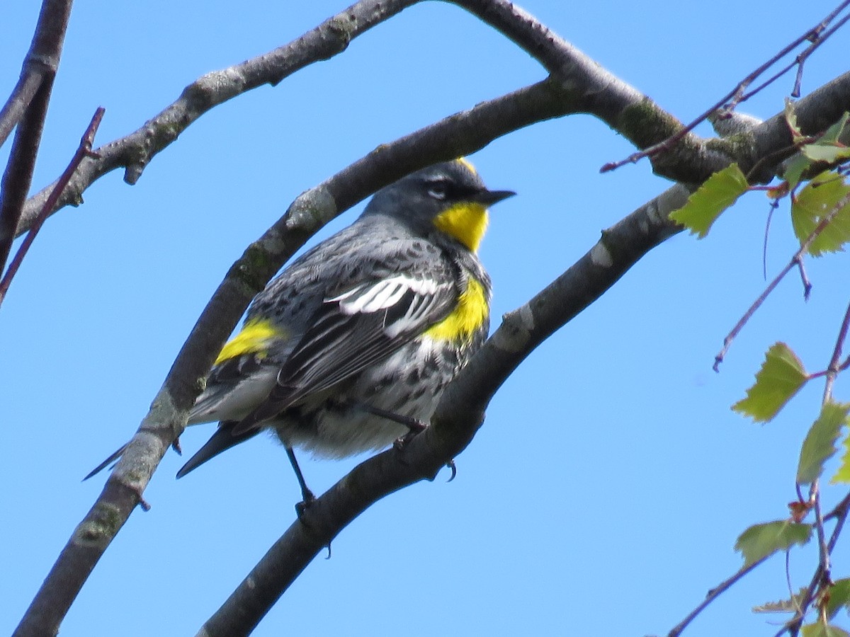 Yellow-rumped Warbler (Audubon's) - ML55162321