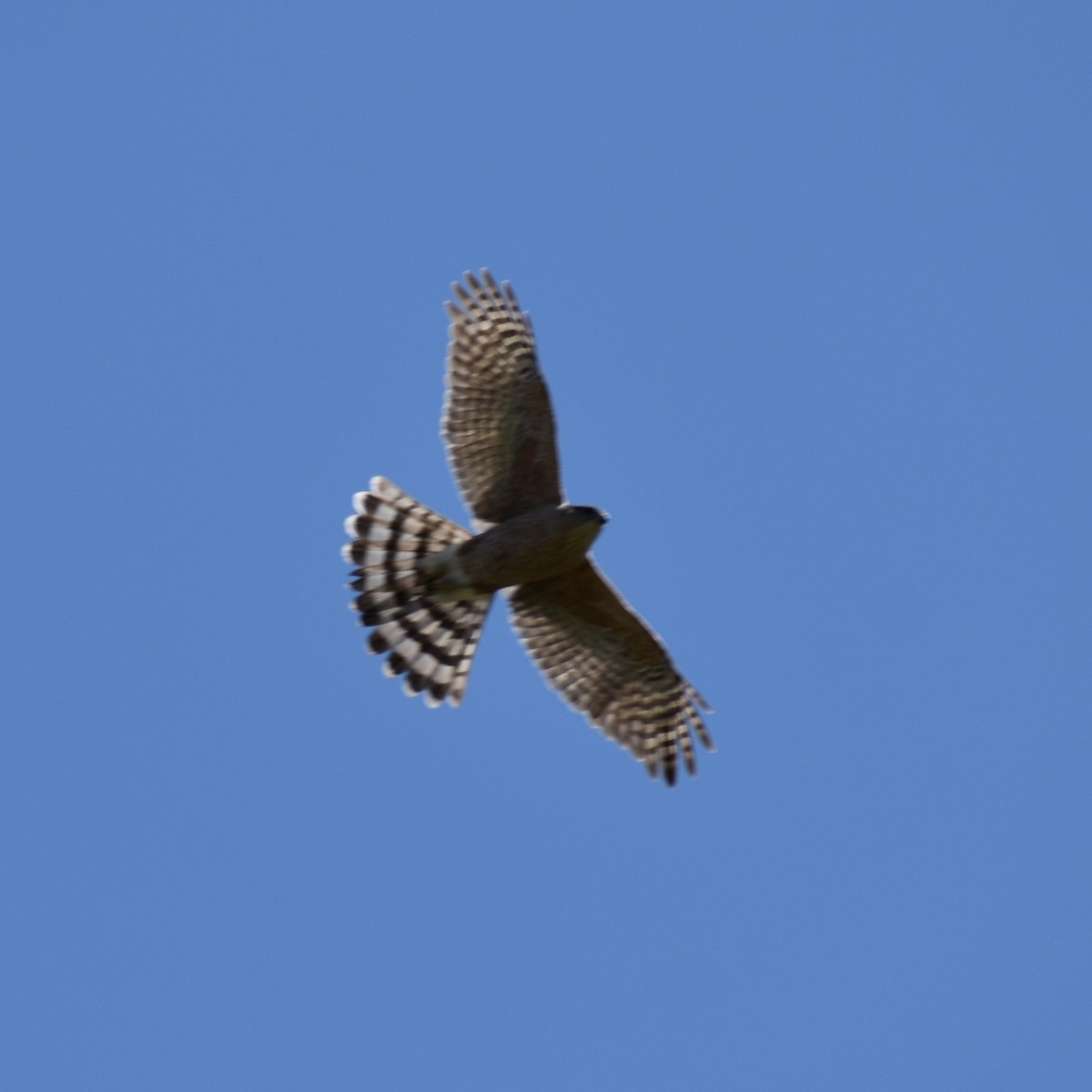 Cooper's Hawk - ML551623521