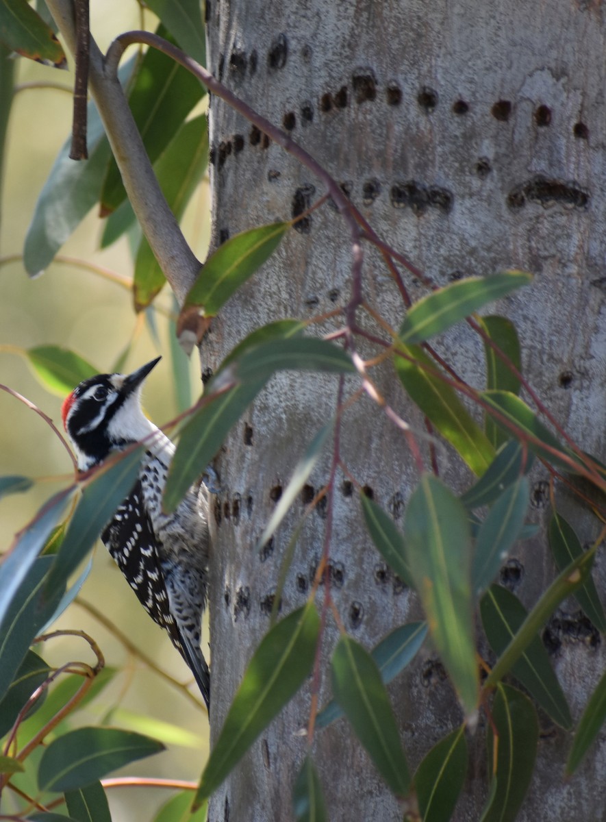 Nuttall's Woodpecker - ML551623551