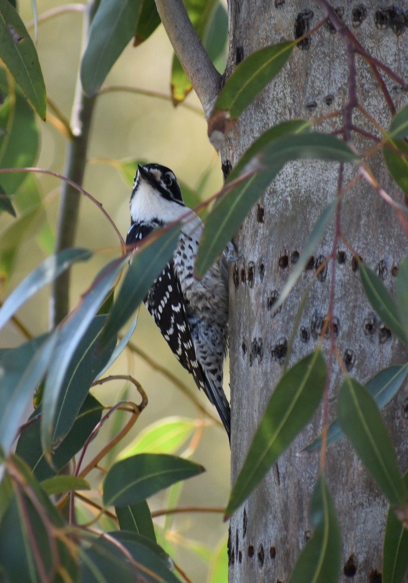 Nuttall's Woodpecker - ML551623561