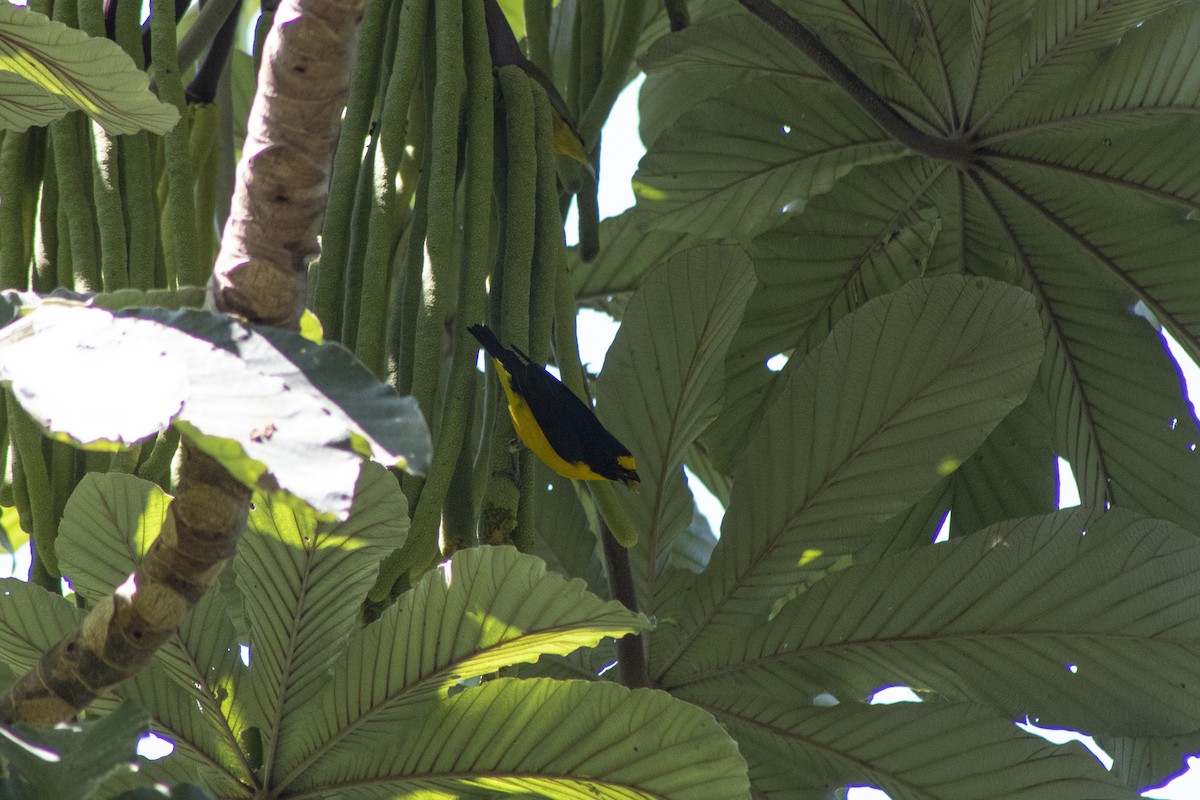 Organiste à gorge jaune - ML551623971