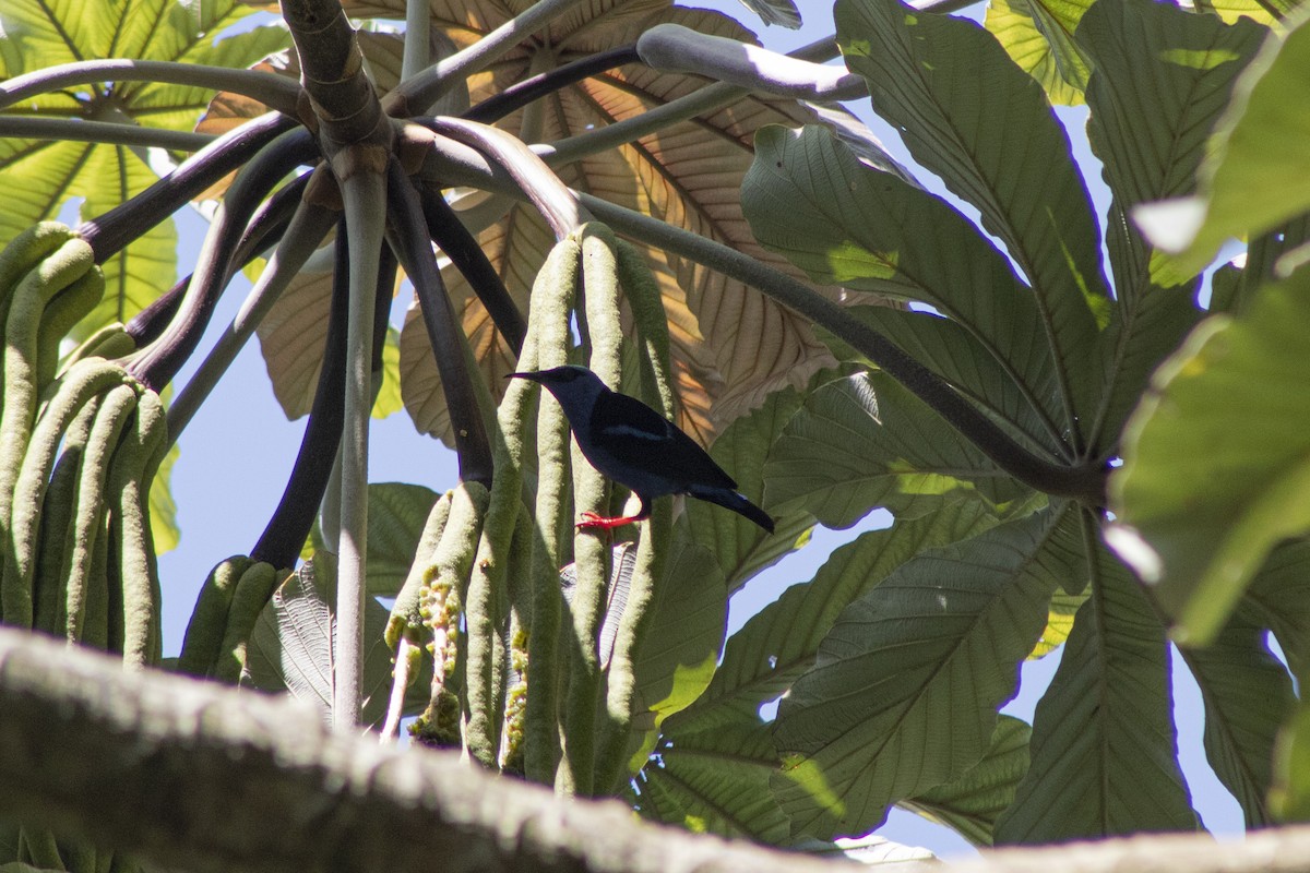 Guit-guit saï - ML551624361