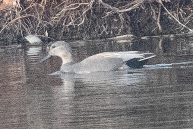 Gadwall - ML551624741