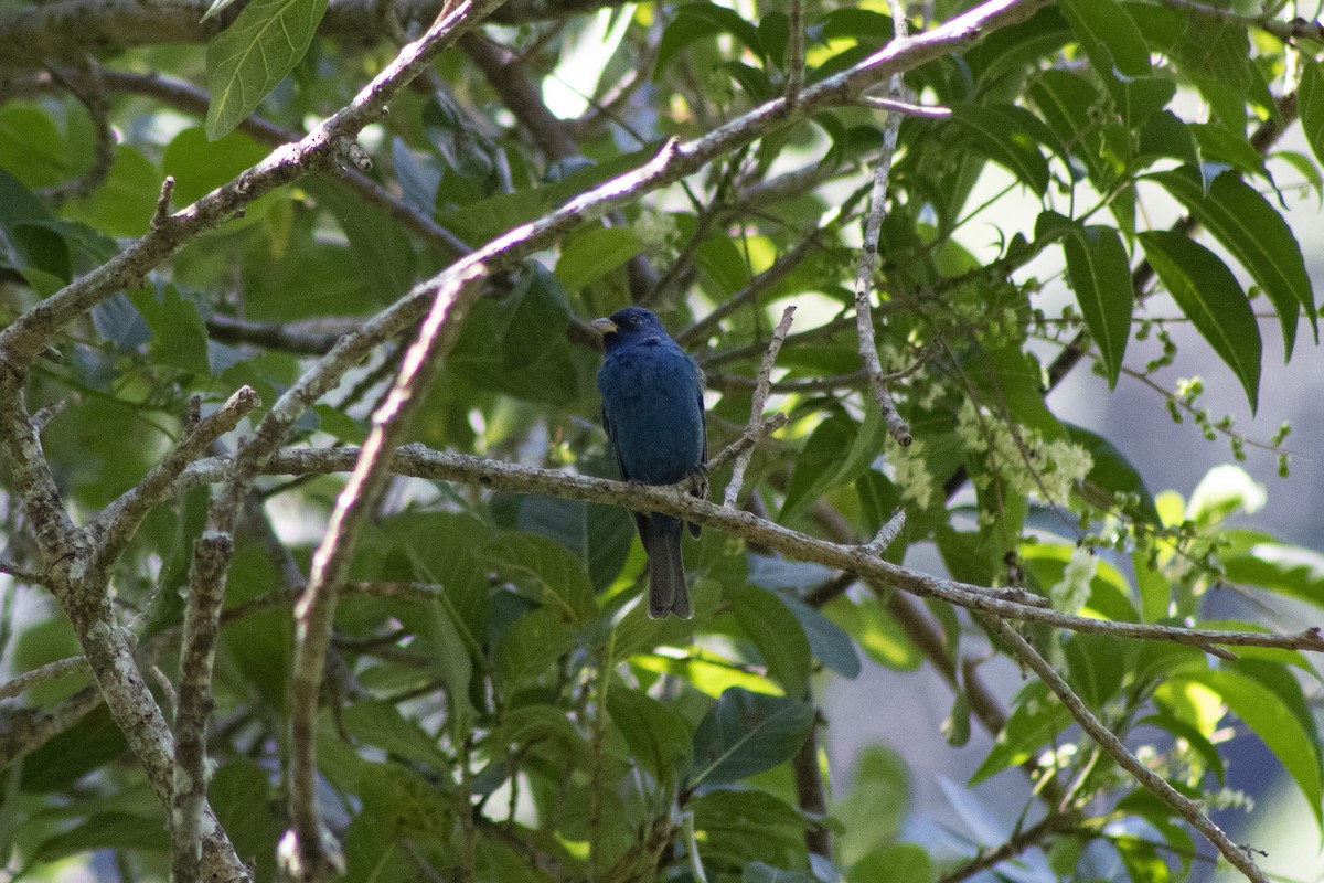 Passerin indigo - ML551624901