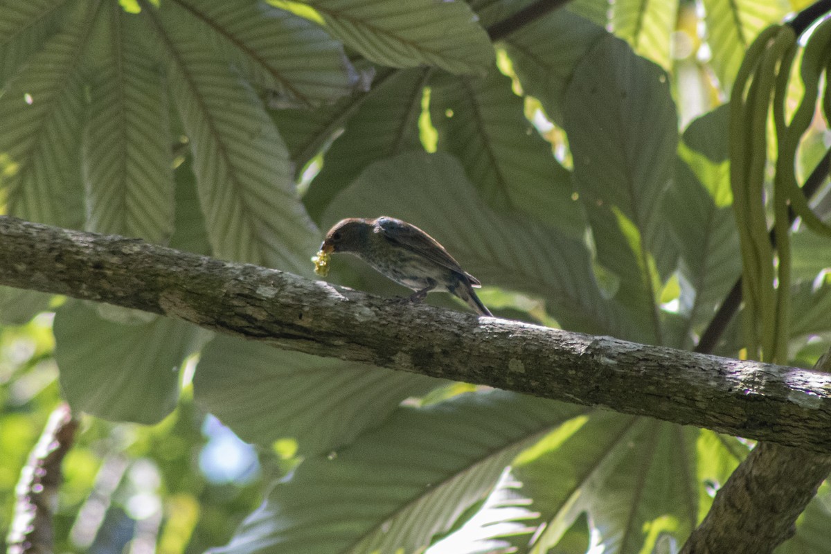 Passerin indigo - ML551625431