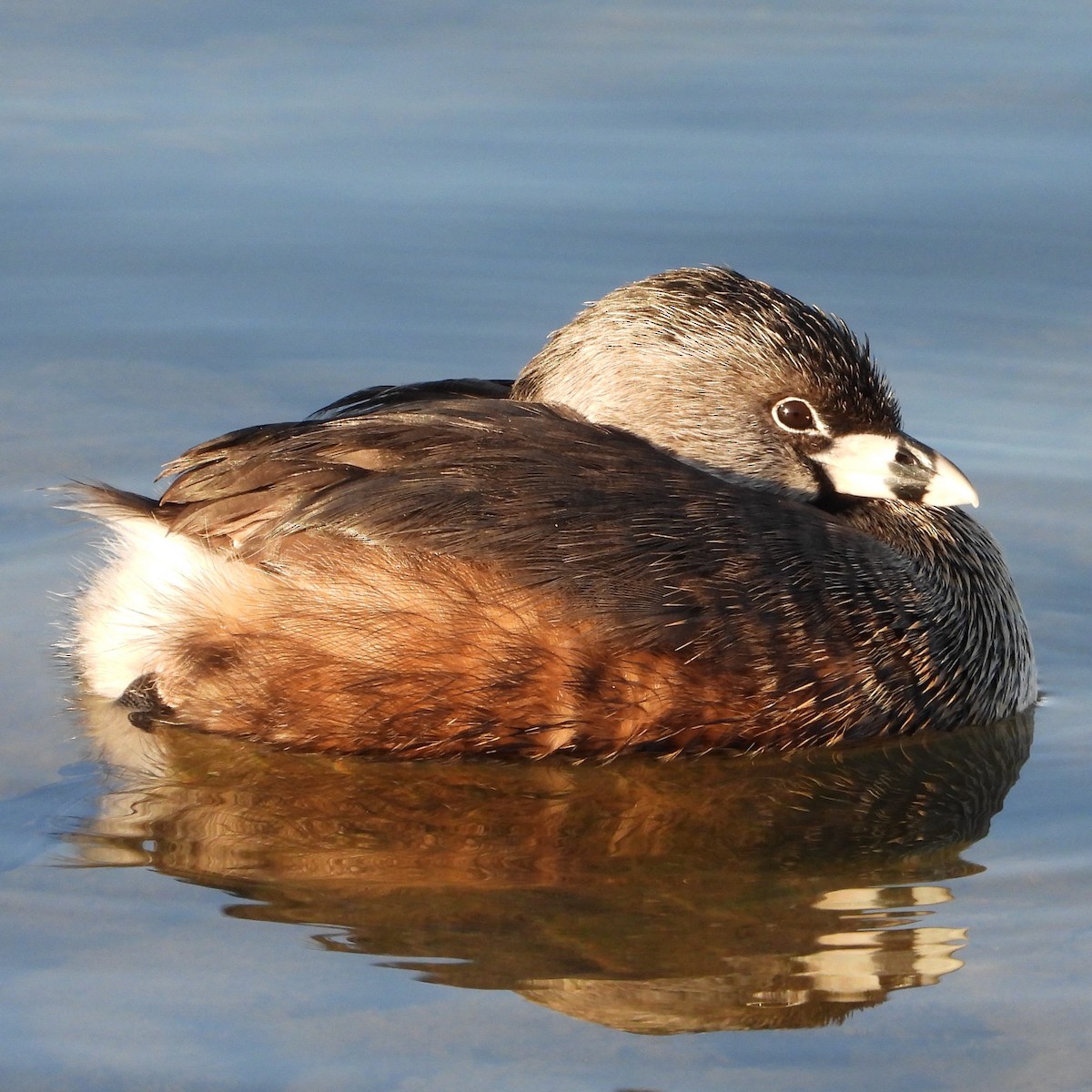 Pied-billed Grebe - ML551625511