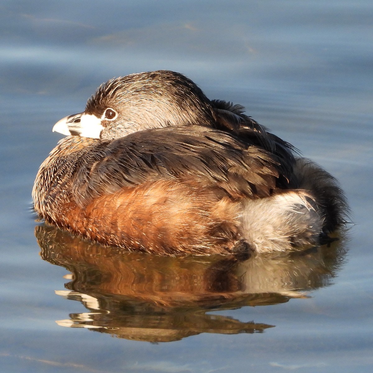 Pied-billed Grebe - ML551625521