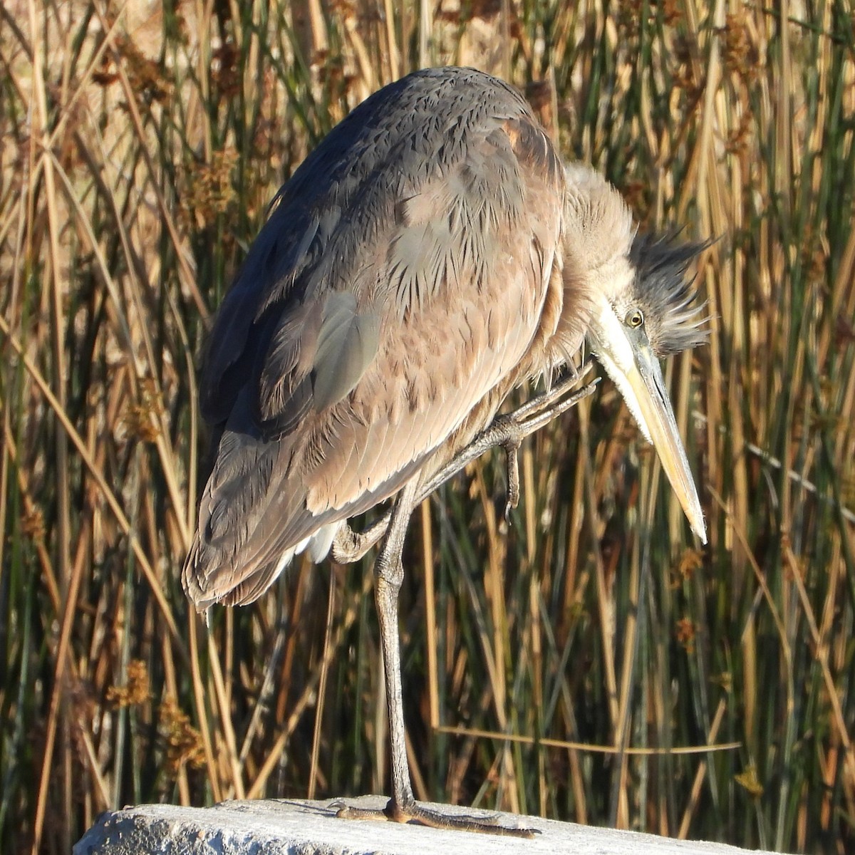 Great Blue Heron - Mary Leigh