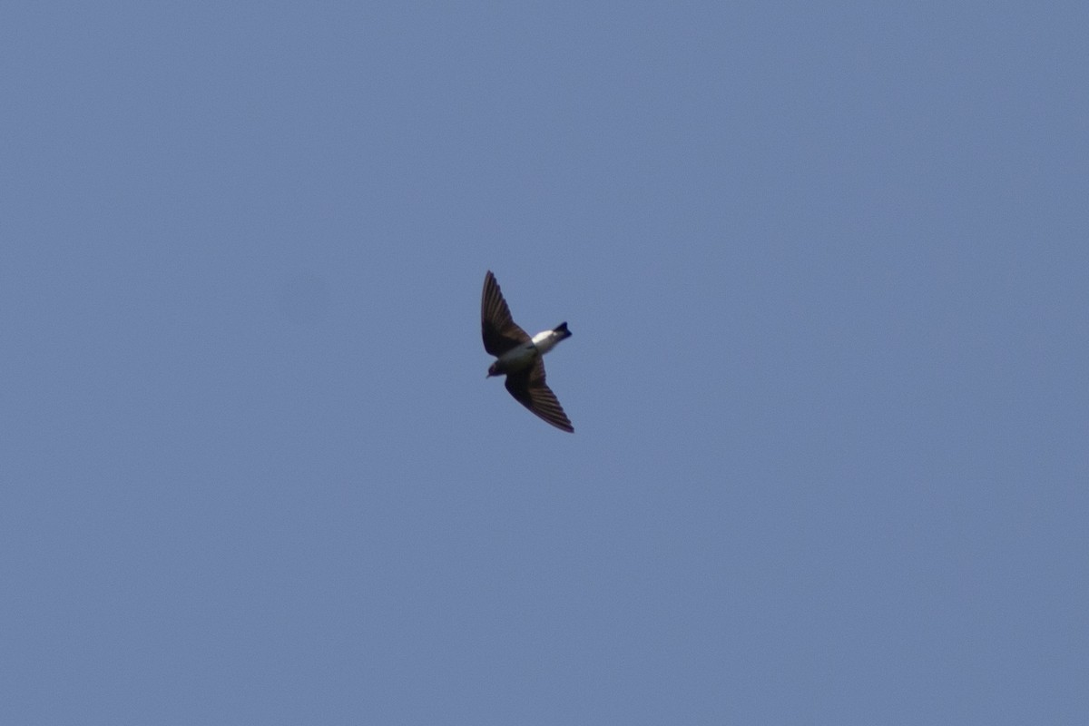 Hirondelle chalybée - ML551625631