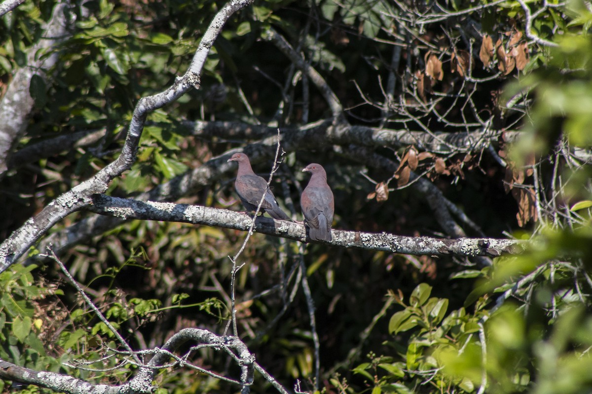 Pigeon à bec rouge - ML551625931